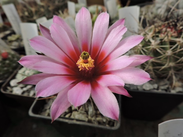 Echinocereus lindsayi