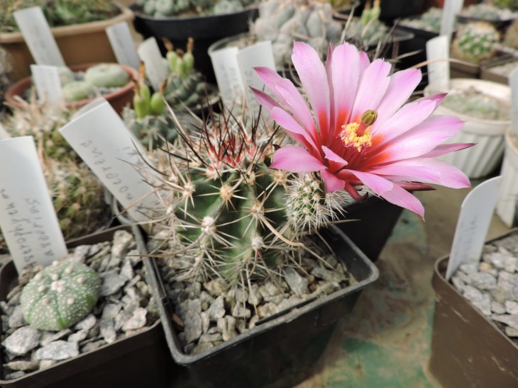 Echinocereus lindsayi