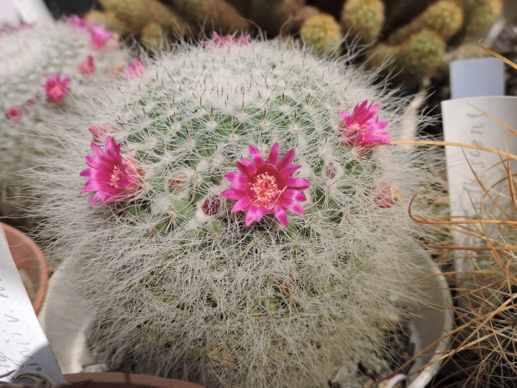 Mammillaria hahniana