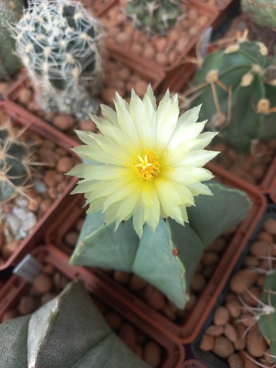 A. myriostigma v. nudum