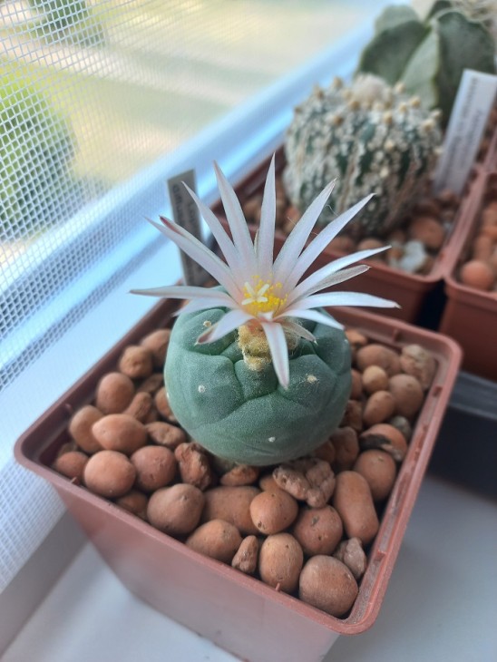 L. diffusa v. koehresii