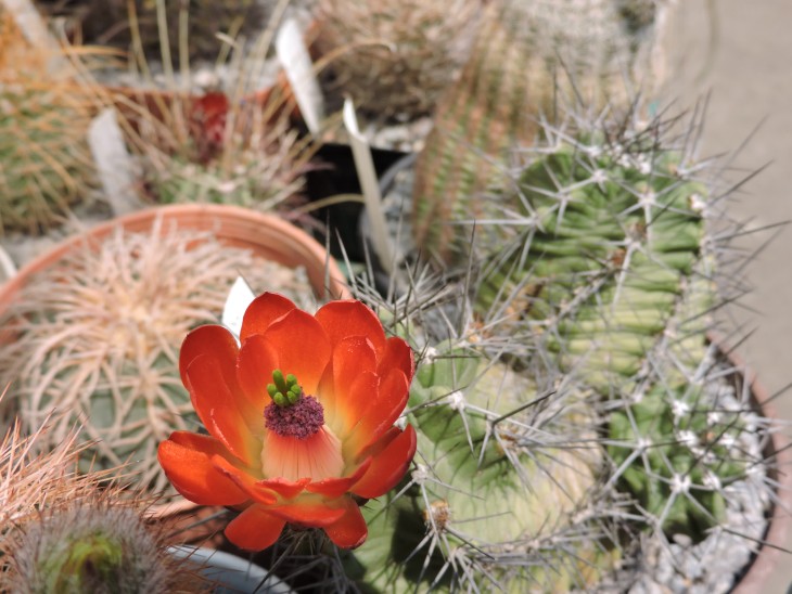 Echinocereus triglochidiatus aff