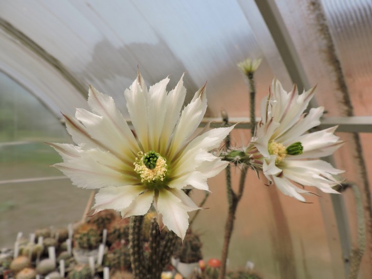 Wilcoxia waldeisii RH 119