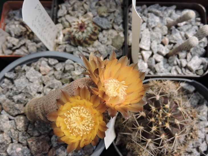 Lobivia famatimensis v.bonnieae vg 1228