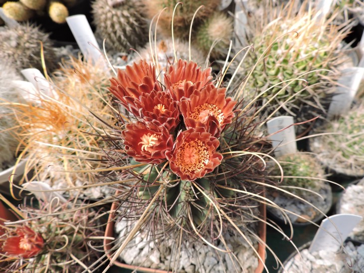 Glandulicactus uncinatus v. wrightii SB 404
