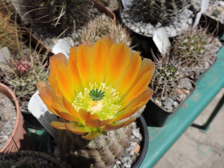 Echinocereus pectinatus v. ctenoides