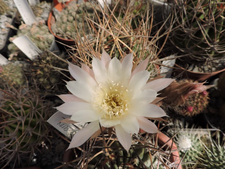 Lobivia ferox v. longispina
