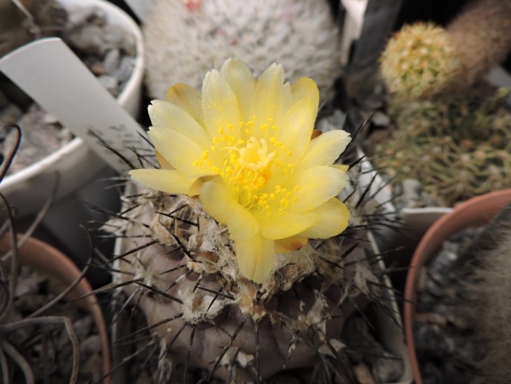 Copiapoa humilis