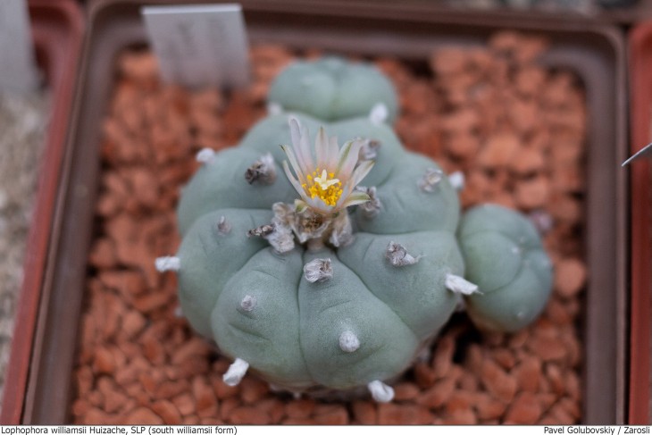 Південна форма Lophophora williamsii