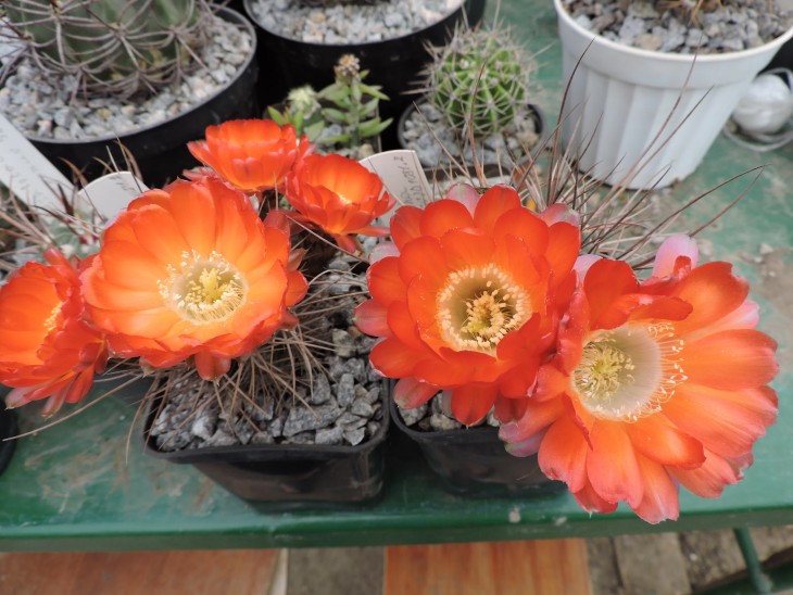 Lobivia haematantha v hualfinensis JO 1081.2