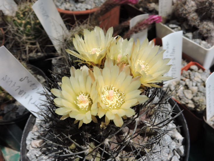 Pyrrhocactus nigricans