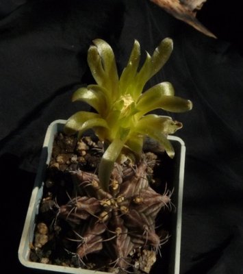 Gymnocalycium michanovichii f. filadelfiense_8y_fl_18.7.11.JPG