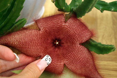 Stapelia grandiflora