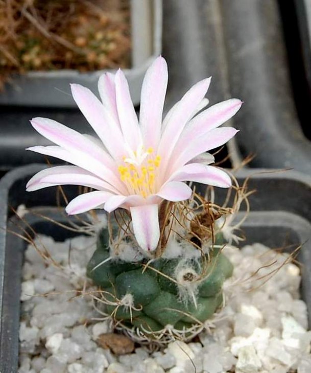 Turbinicarpus lausseri.jpg