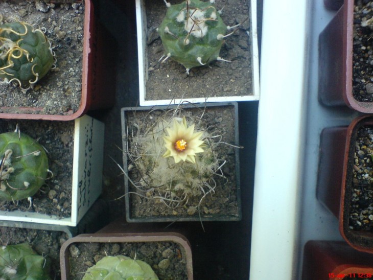 Turbinicarpus dickisoniae