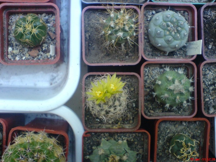 Turbinicarpus krainzianus var. minimus