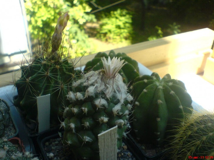 Turbinicarpus roseiflorus