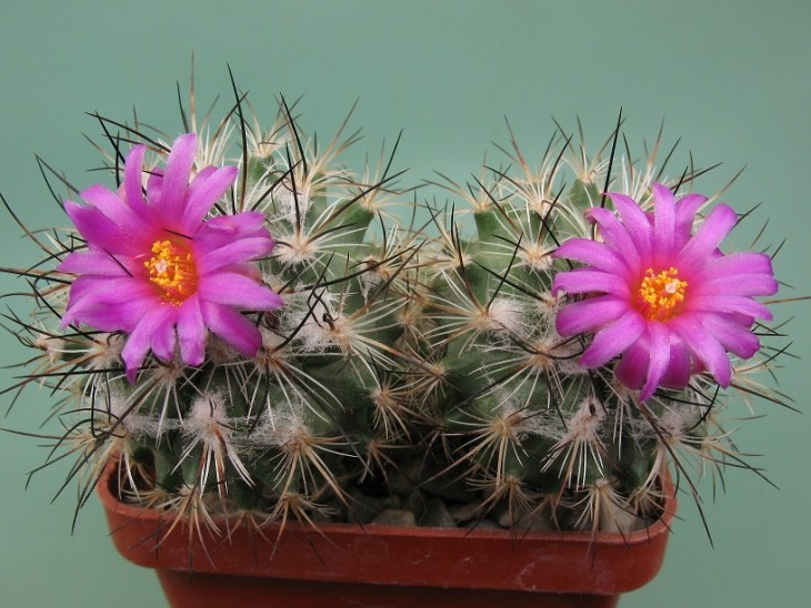 Gymnocactus viereskii