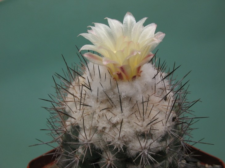 Coryphantha durangensis
