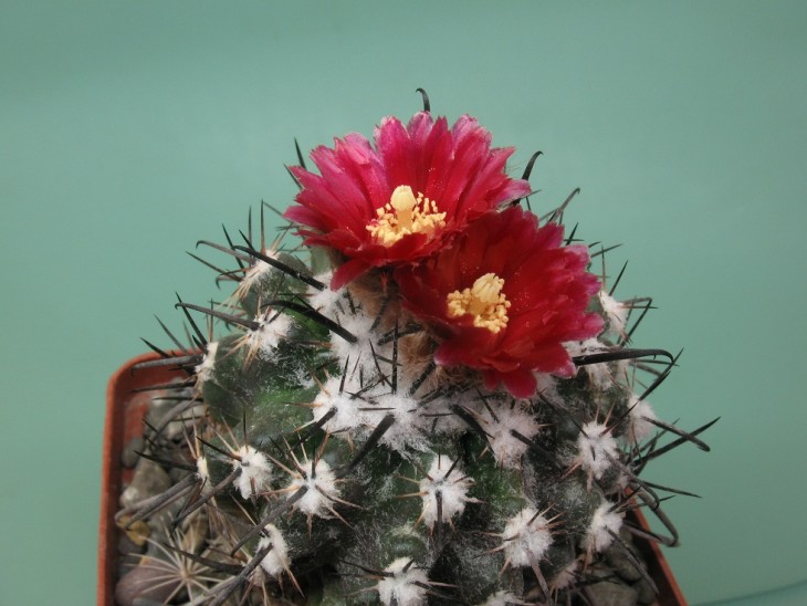 Parodia subterranea