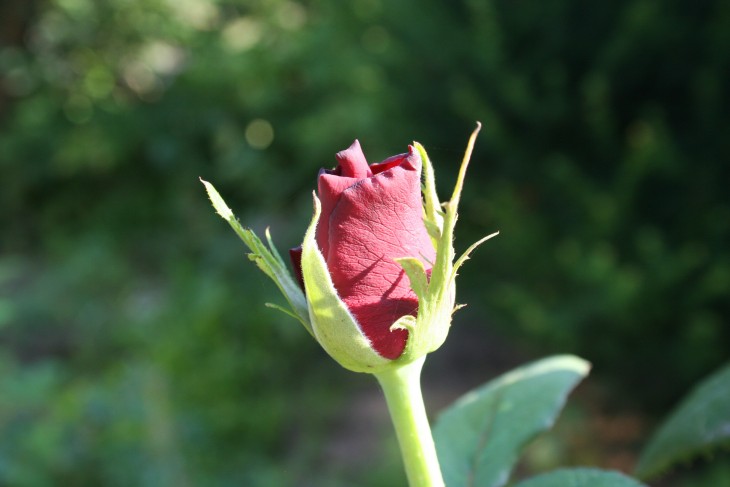 dark_red_rouse.JPG
