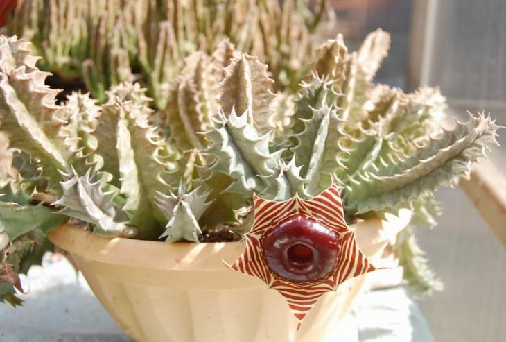 Huernia zebrina1.jpg