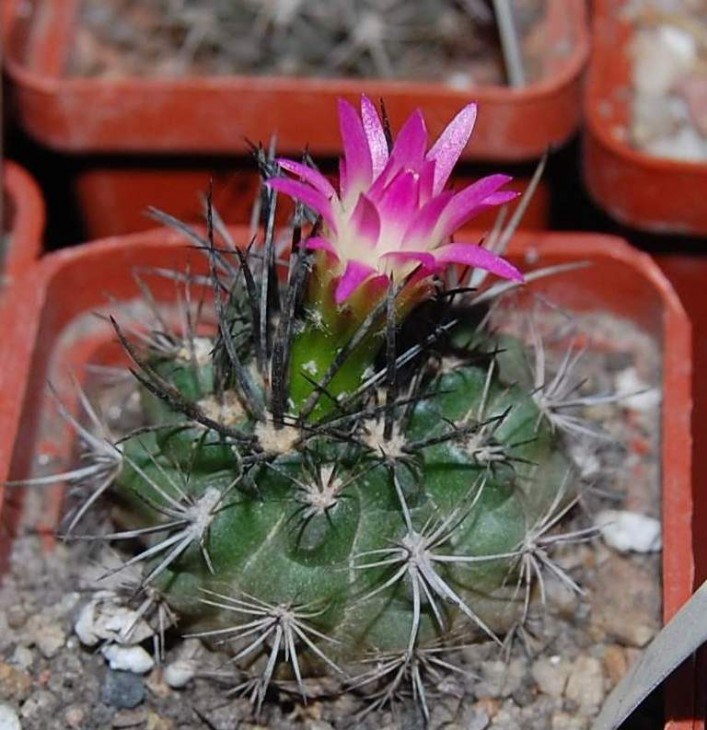 Neoporteria rapifera.jpg
