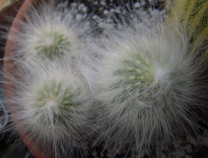 cactus7.jpg