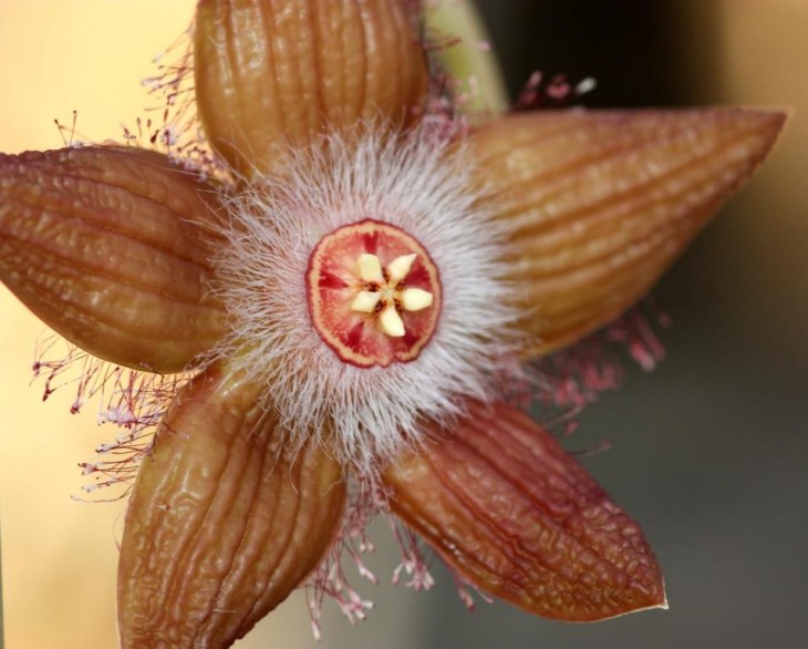 Duvalia sulcata flower