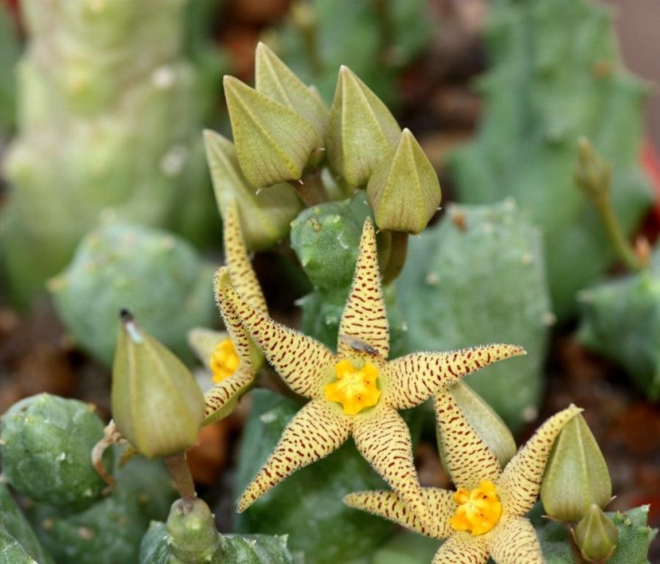 Piaranthus decarus ssp cornutus