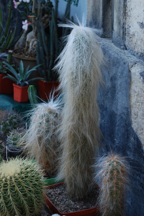 DSC_0173.jpg