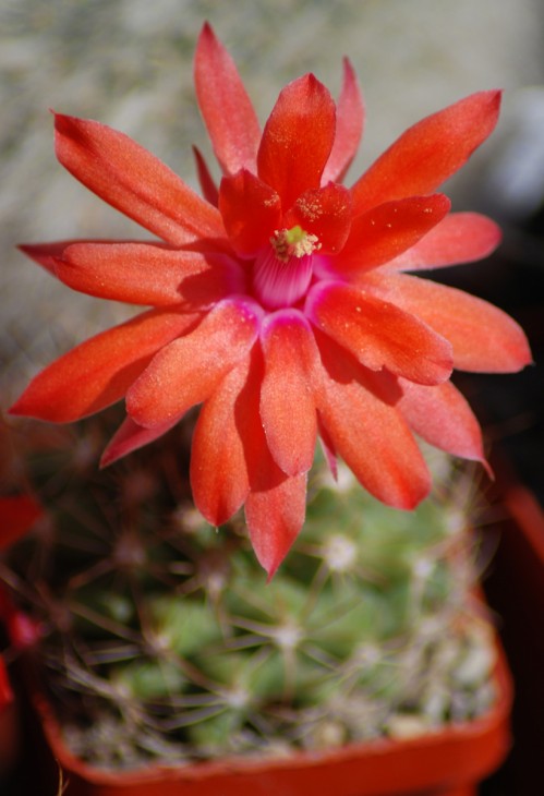 DSC_1014.jpg
