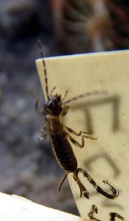 Insect_8.7.11 (1).JPG