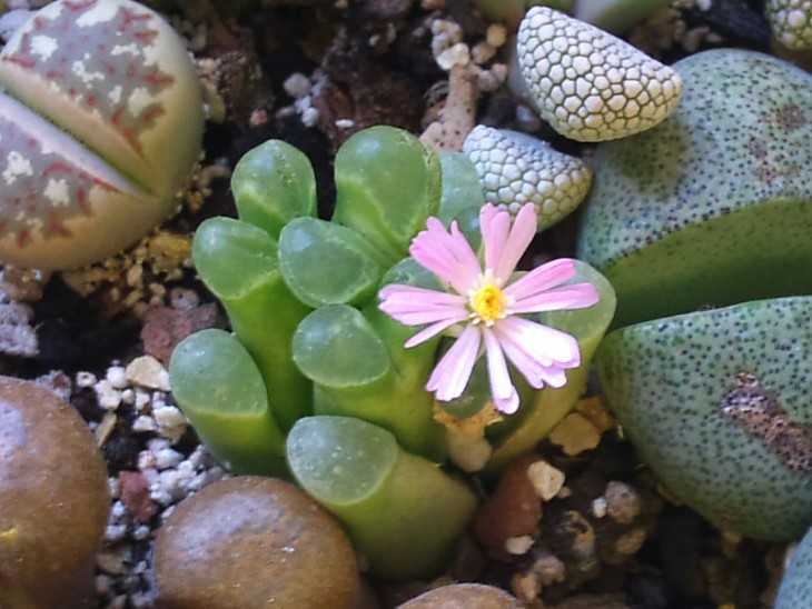 Ophthalmophyllum.jpg