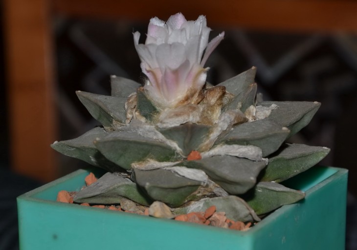 DSC_0005_.jpg