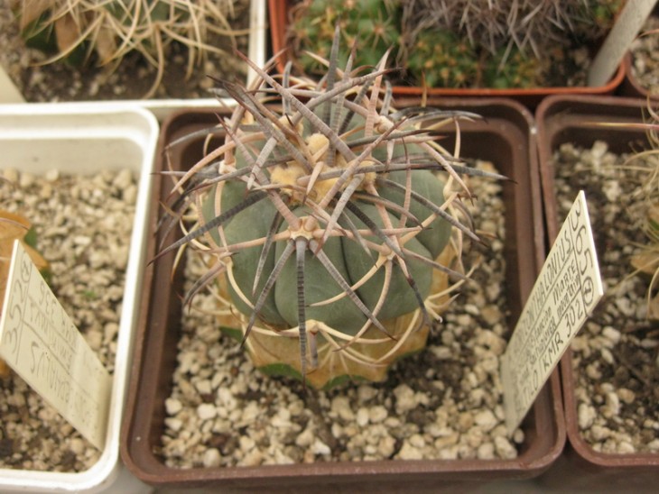 У Игоря много разных Echinocactus horisontalonium