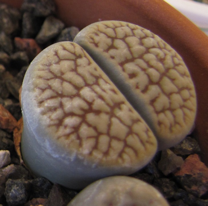 lithops2.jpg