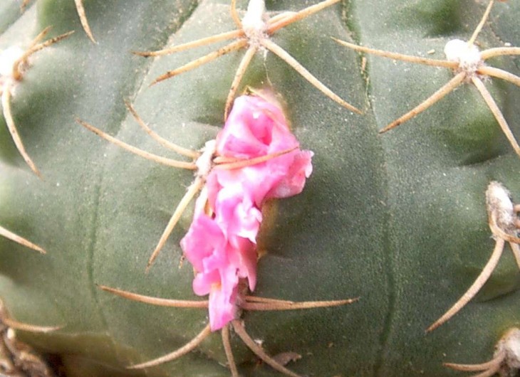 gymno_ciudat3.jpg