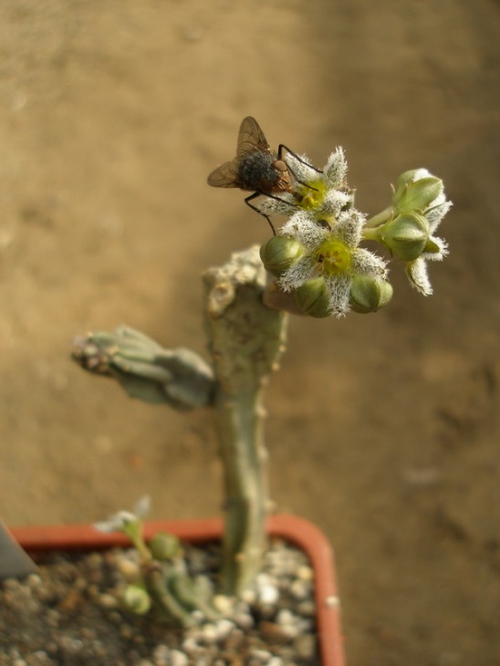 Caralluma burchardii.JPG