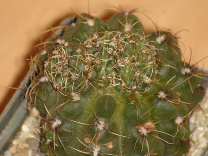 DSC04904.jpg