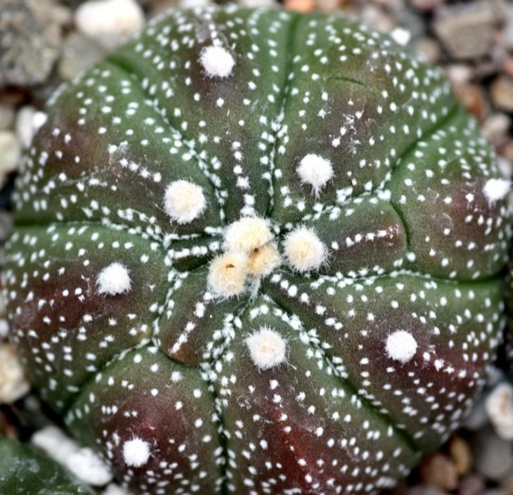 Astrophytum asterias cv super kabuto KIKKO.jpg
