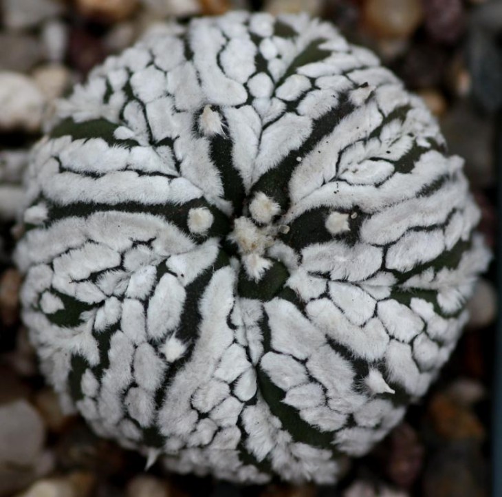 Astrophytum asterias cv super kabuto.jpg