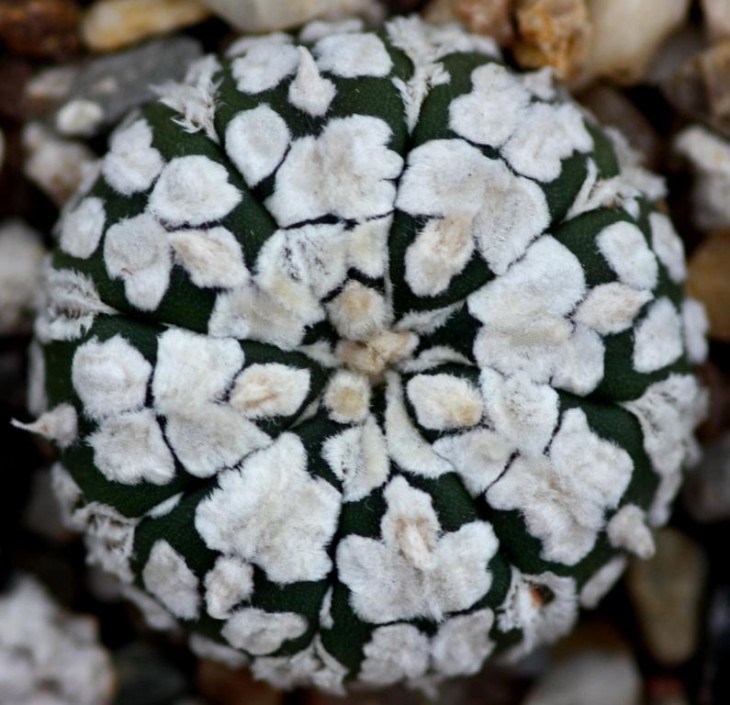 Astrophytum asterias cv super kabuto2.jpg