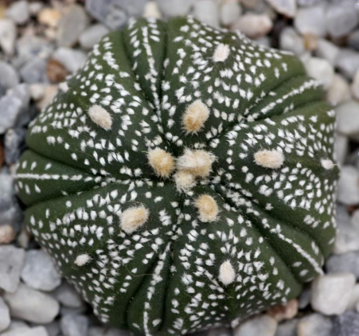Astrophytum asterias cv super kabuto3.jpg