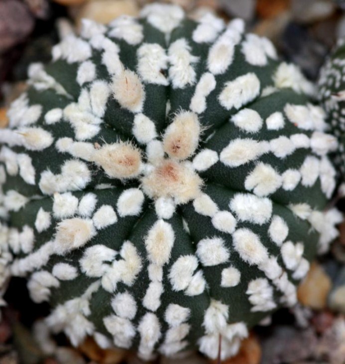 Astrophytum asterias cv super kabuto6.jpg