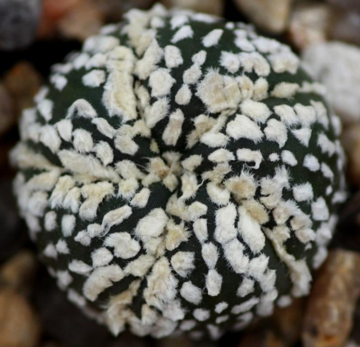 Astrophytum asterias cv super kabuto11.jpg