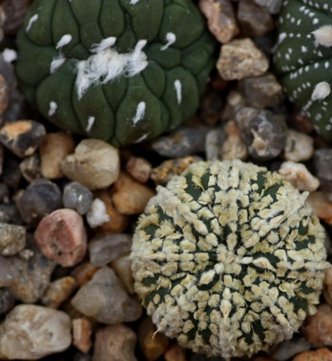 Astrophytum asterias cv super kabuto12.jpg