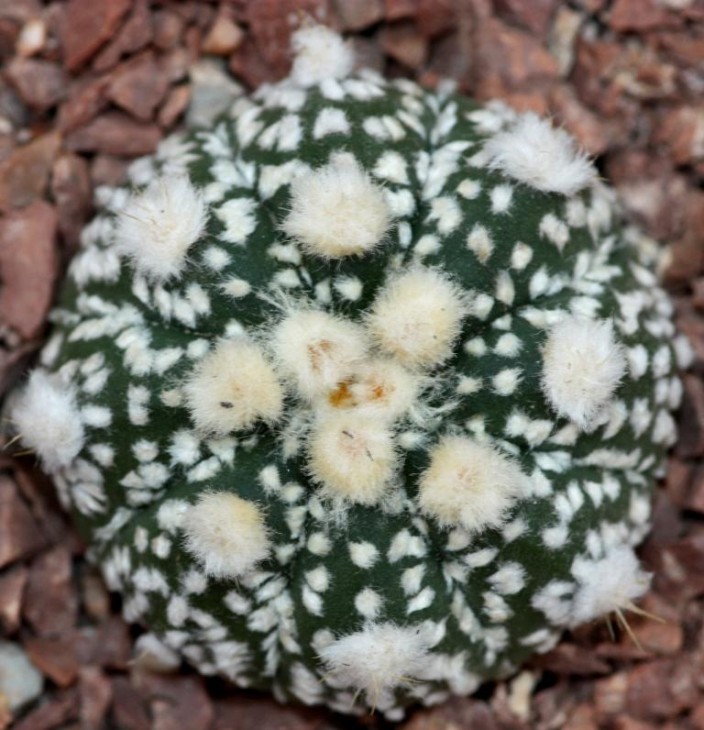 Astrophytum asterias cv super kabuto14.jpg