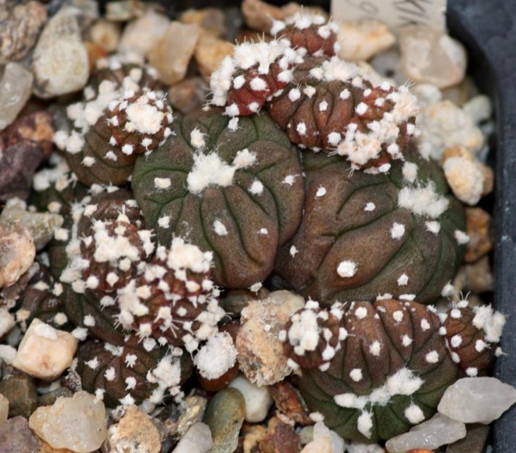 Astrophytum asterias KIKKO.jpg