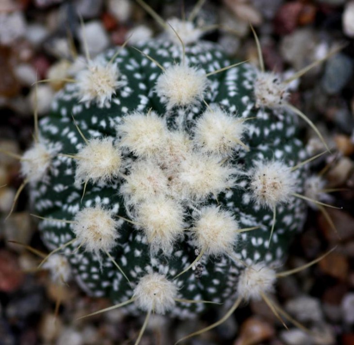 Astrophytum crassispinum x SK4.jpg
